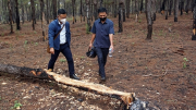 319 cây gỗ thông hàng chục năm tuổi bị phá hoại