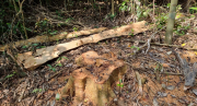 Hơn 10 hécta rừng ở Quảng Trị bị chặt trắng