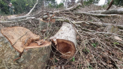 Hơn 18 hécta rừng bị chặt hạ trong khoảng 1 tháng