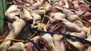 Mổ cả trăm con lợn đã tím tái, bốc mùi để đưa đi bán