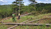 Điều tra vụ cưa hạ 400 cây thông trái phép ở Đà Lạt