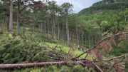 Xác minh những cán bộ, công chức tiếp tay phá rừng ở Lâm Đồng