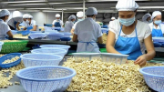 100 container hạt điều được trả lại quyền sở hữu cho các doanh nghiệp Việt Nam