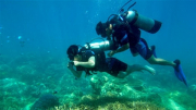 Tạm dừng du lịch lặn biển khu vực dễ gây  tổn hại san hô ở vịnh Nha Trang