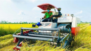 Khơi thông thị trường xuất khẩu cho gạo Việt Nam