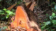 Xử lý vụ phá rừng nghiêm trọng ở Trường Sơn