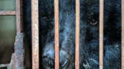 Giải cứu thành công 7 cá thể gấu ở Hà Nội