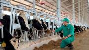 Vinamilk nhập 1.000 con bò sữa HF từ Mỹ về tổ hợp trang trại tại Lào