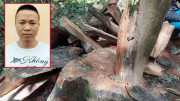 Lâm tặc đốn hạ 7 cây gỗ hương trốn truy nã bị bắt