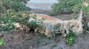Xác cá voi nặng 10 tấn dạt vào rừng ngập mặn ở Quảng Ninh