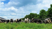 Vinamilk tiếp nhận thành công hơn 1.500 con bò sữa nhập từ Mỹ về trang trại Green farm