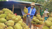 Nhiều dư địa cho xuất khẩu trái sầu riêng Việt Nam