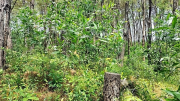 Khoanh vùng đối tượng liên quan vụ hủy hoại rừng thông tại Quảng Nam