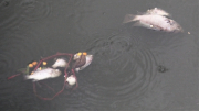 Cá chết nổi la liệt trên mặt hồ sinh thái Bàu Sen bốc mùi hôi thối