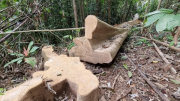 Nhiều hecta rừng ở Đakrông bị "lâm tặc" chặt phá