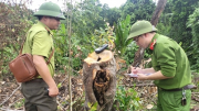 Tạm đình chỉ công tác Trưởng phòng Quản lý bảo vệ rừng Kẻ Gỗ