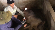 Lợn lăn ra chết sau khi tiêm vaccine phòng dịch tả lợn Châu Phi