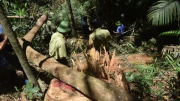 Khởi tố vụ khai thác gỗ trái phép trong rừng đặc dụng