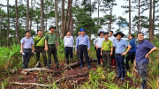 Phát hiện vụ phá rừng ở Đoàn Kinh tế quốc phòng Lâm Đồng
