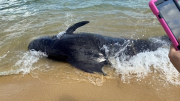 Giải cứu cá voi nặng hơn 300kg bị mắc cạn tại Quảng Ngãi