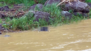 Tìm thấy thi thể nam thanh niên trên sông Bung sau 3 ngày mất tích