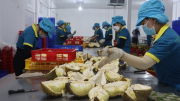 Bình Phước xuất khẩu chính ngạch sầu riêng sang Trung Quốc