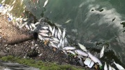 Cá chết nhiều ở Hồ Tây: Đề xuất quan trắc chất lượng nước