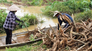 Nông dân Thừa Thiên-Huế cấp tập thu hoạch sắn sau mưa lũ