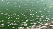 Nghi nước mặn xâm thực, cá chết nổi trắng mặt hồ lớn nhất Hải Phòng