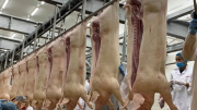 Giá thịt lợn giảm khiến người chăn nuôi thấp thỏm