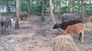 "Nóng" tình trạng buôn bán trâu bò trái phép qua biên giới với Lào, Campuchia