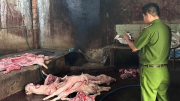 Phát hiện ổ dịch tả lợn châu Phi tại trọng điểm chăn nuôi Đồng Nai