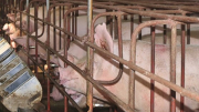 Vi phạm về môi trường, 4 chủ trang trại nuôi lợn bị phạt hơn 750 triệu đồng