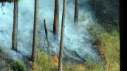 Lâm Đồng dừng việc đốt rừng để xử lý thực bì