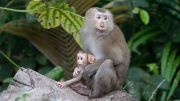 Tiếp nhận 2 cá thể khỉ đuôi lợn để thả về môi trường tự nhiên