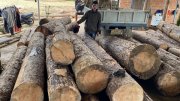 Yêu cầu xử lý nghiêm vụ khai thác gỗ tại huyện Đam Rông