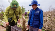Khởi tố vụ chặt hạ trắng 18ha rừng ở Quảng Trị