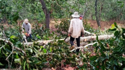 Khởi tố hình sự vụ chặt phá rừng phòng hộ