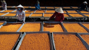 Công nhận nghề thủ công làm muối ớt tôm Tây Ninh là di sản văn hóa phi vật thể quốc gia