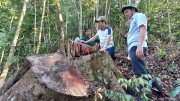 Xác định số gỗ bị thiệt hại trong vụ phá rừng ở Quảng Nam