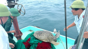 Rùa xanh quý hiếm mắc lưới ngư dân được thả vào khu bảo tồn