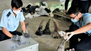 Lập công ty "ma" đưa 10 tấn ngà voi, vảy tê tê, xương sư tử... vào Việt Nam