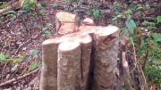 Tiếp tục phát hiện thêm vụ phá rừng tại huyện Kông Chro