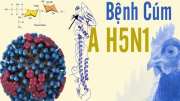 Viện Pasteur TP Hồ Chí Minh đề nghị triển khai gấp biện pháp phòng cúm H5N1