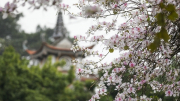 Sắc màu hoa ban bên ngôi chùa cổ ở Hà Nội