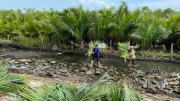 Điều tra vụ san ủi rừng ngập mặn ở Huế