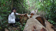 Nạn phá rừng tại Gia Lai lại “nóng”