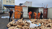 Phát hiện 7 tấn ngà voi nhập lậu tại cảng Nam Hải Đình Vũ