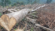 Đề nghị khởi tố vụ phá rừng giáp ranh ở Quảng Bình