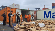 Khen thưởng các đơn vị tham gia bắt giữ 7 tấn ngà voi qua Cảng Nam Đình Vũ